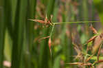 Shortbristle horned beaksedge